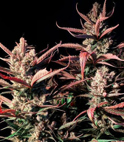 Семена сорта Strawberry Gorilla Auto RF3 fem (FastBuds)