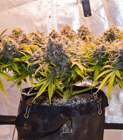 Семена сорта Crystal WW Autoflower fem (Easy Grow Seeds)