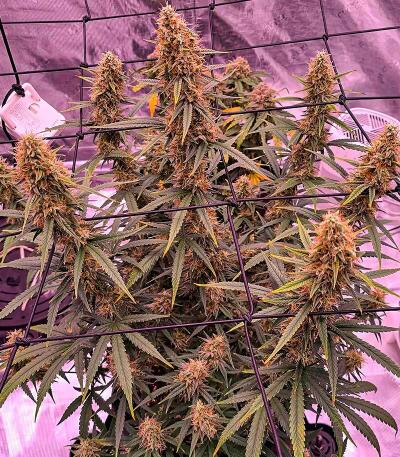 Семена сорта Durban Poison Auto fem (Семяныч)