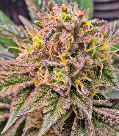 Семена сорта Zillions fem от Barney's Farm