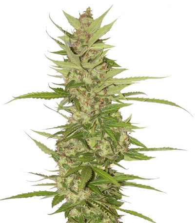 Микс семян конопли Autoflowering Collection 8 (World of Seeds)