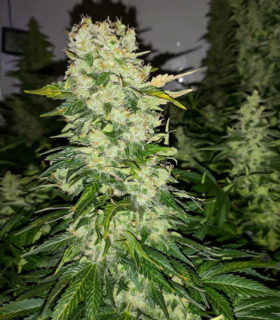 Семена сорта AK 47 Fast Version fem (Семяныч)