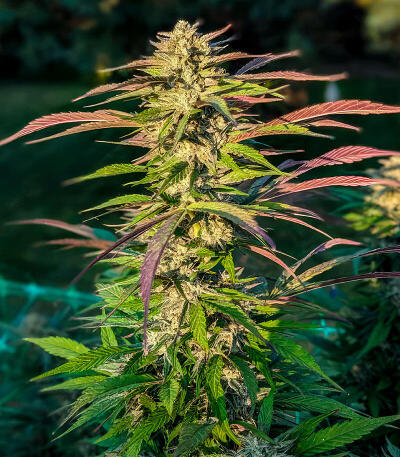 Семена сорта Ultimate Bubba Auto fem (Семяныч)
