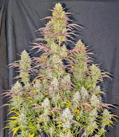 Семена сорта Z-Up Auto fem (FastBuds)