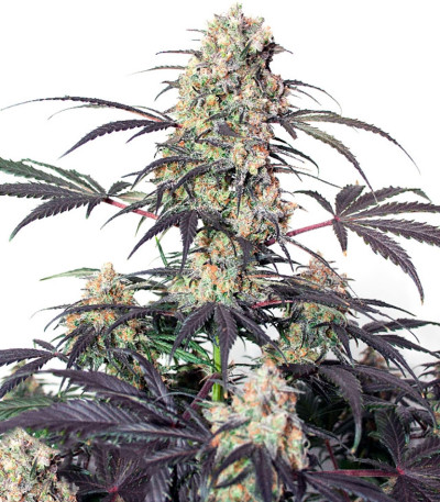 Семена сорта Passion Fruit fem