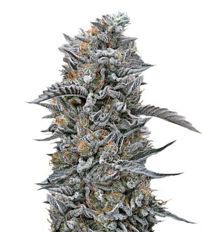 Семена сорта Black D.O.G. fem