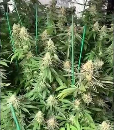 Семена сорта Purple Punch fem (Barney's Farm)