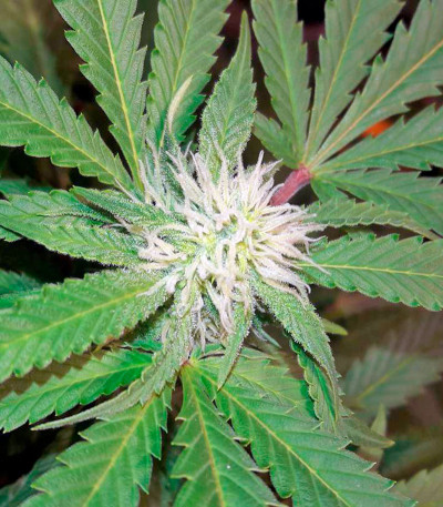 Семена сорта Chocolate Kush fem (00 Seeds)