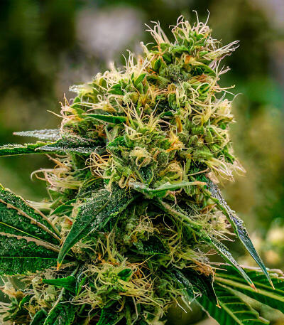 Семена сорта Gagarin Haze fem (Семяныч)