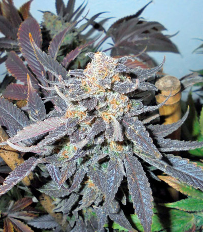 Семена сорта Kush-N-Cheese fem