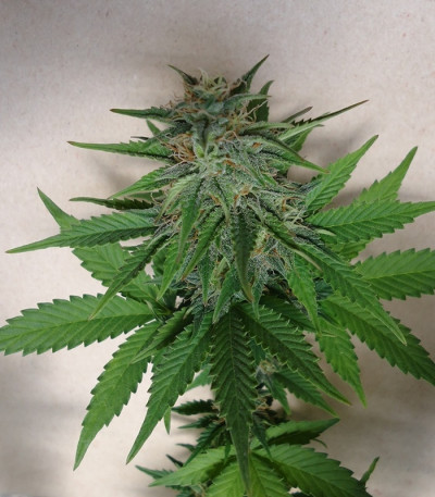 Семена сорта Mexican Airlines Auto fem