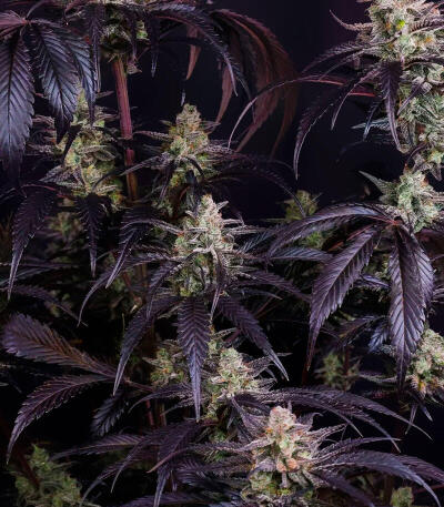 Семена сорта Strawberry Gorilla Auto RF3 fem (FastBuds)