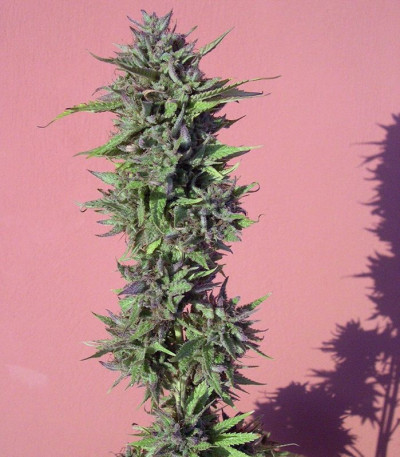 Семена сорта Y Griega fem