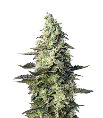 Семена Green Poison XL Auto шишки