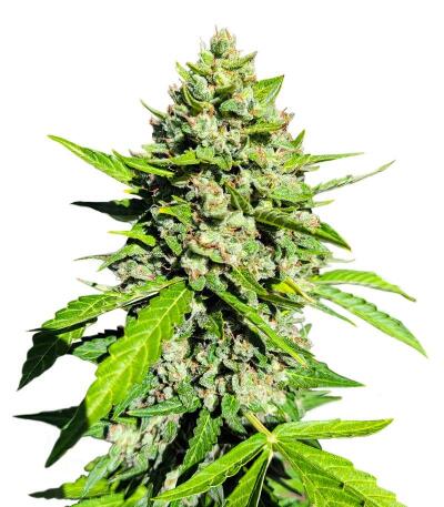 Семена сорта OG Kush Auto fem (Семяныч)