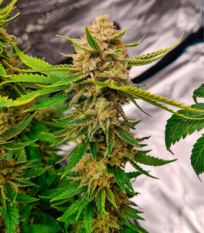 Семена сорта Chemdog Auto fem (Семяныч)