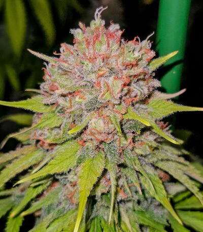 Семена сорта Gagarin Haze fem (Семяныч)