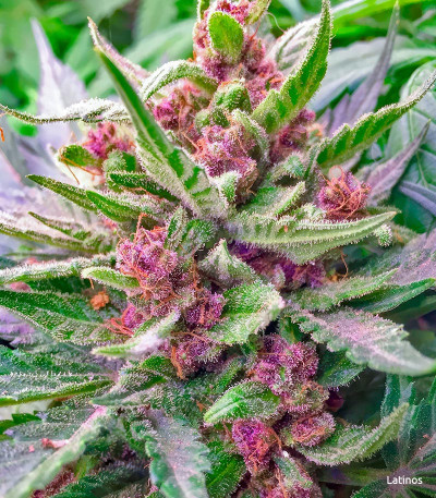 Семена сорта Purple Lemonade Auto fem (FastBuds)