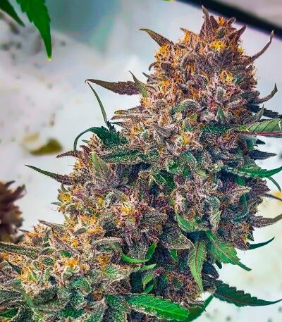 Семена сорта Ultimate Bubba Auto fem (Семяныч)