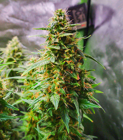 Семена сорта Monster Zkittles (Monster Genetics)