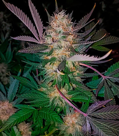 Семена сорта Dos-Vi-Dos 33 fem (Семяныч)