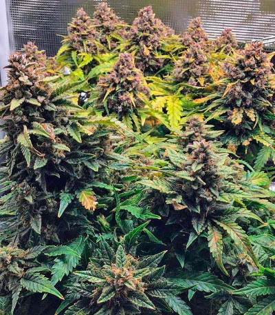 Семена сорта Godzilla Cookies Auto fem (Herbies Seeds)