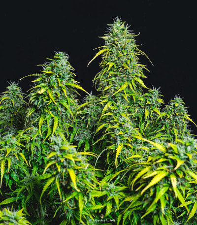 Семена сорта Lemon AK Auto fem (FastBuds)