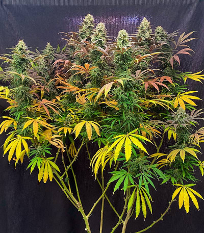 Семена сорта Strawberry Amnesia fem (Herbies Seeds)