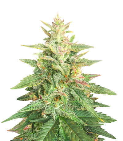 Семена сорта Big Bud Auto fem (Herbies Seeds)