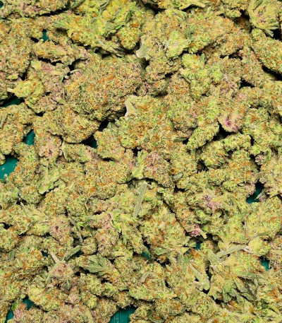 Семена сорта Frostbanger Auto F3 fem (FastBuds)