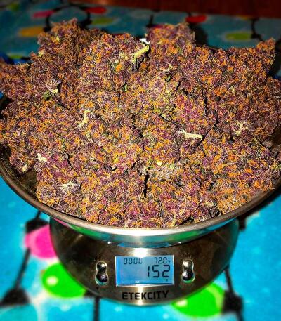 Семена сорта Green Poison Auto fem (Семяныч)