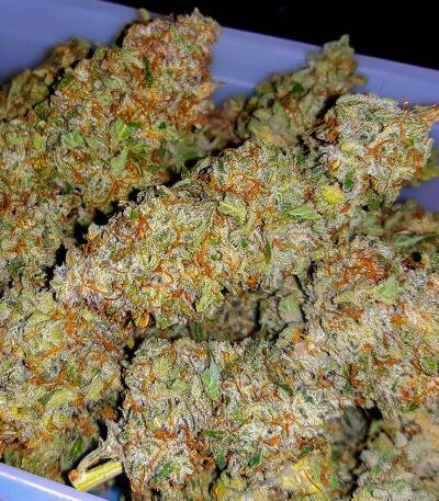 Семена сорта Ultimate Bubba Auto fem (Семяныч)