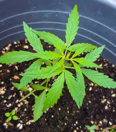 Семена сорта Stromboli Auto fem (Paradise Seeds)