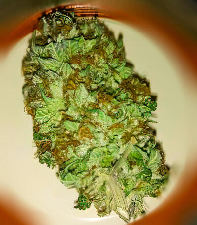 Семена сорта LA Confidential Autoflower fem (Семяныч)