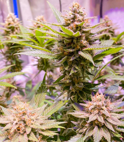 Семена сорта Mandarin Thuggee fem (AlphaFem Seeds)