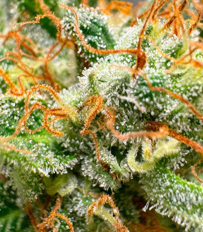 Семена сорта Orange Creampop fem (Humboldt Seed Company)