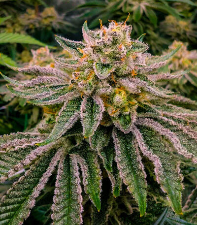 Семена сорта Ultimate Bubba Auto fem (Семяныч)
