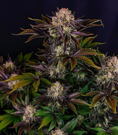 Семена сорта Frostbanger Auto F4 fem (FastBuds)