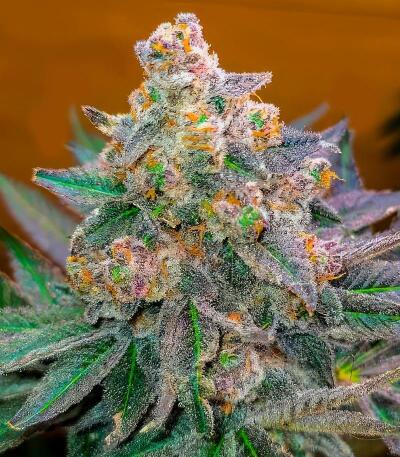 Семена сорта Ultimate Bubba Auto fem (Семяныч)