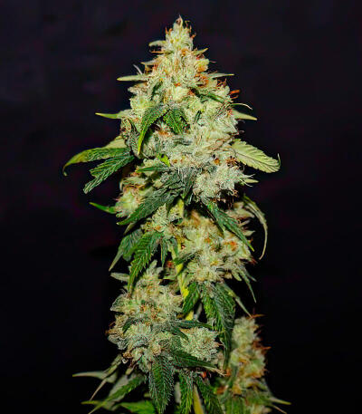 Семена сорта Chemdog Auto fem (Семяныч)