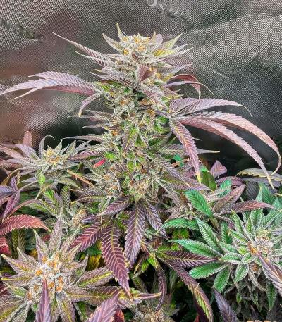 Семена сорта Jokerz fem (7CH American)