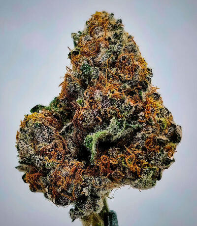 Семена сорта LA Confidential Autoflower fem (Семяныч)