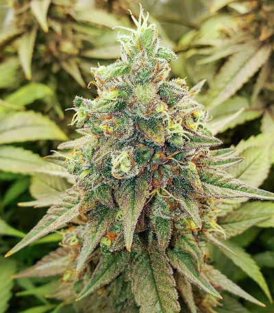 Семена сорта Bubba Kush fem