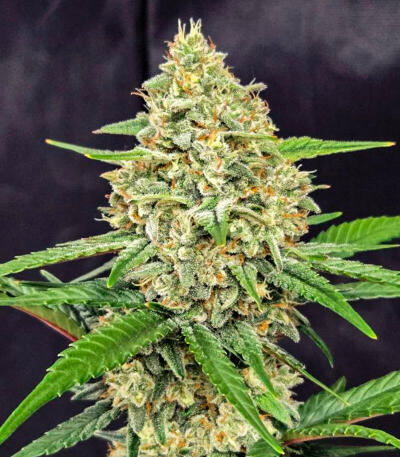 Семена сорта Guava Auto RF3 fem (FastBuds)