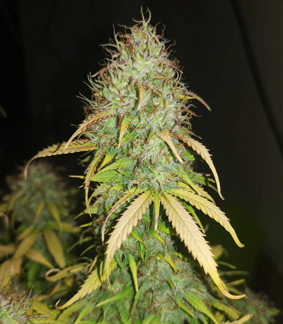 Семена сорта Original Auto Critical fem (FastBuds)