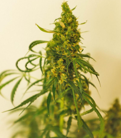 Семена сорта Rock Machine Auto fem (Doctor’s Choice)