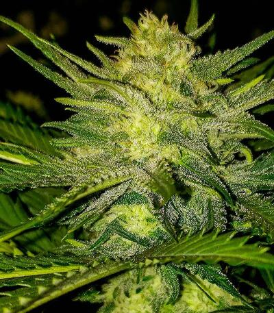 Семена сорта Ultimate Bubba Auto fem (Семяныч)