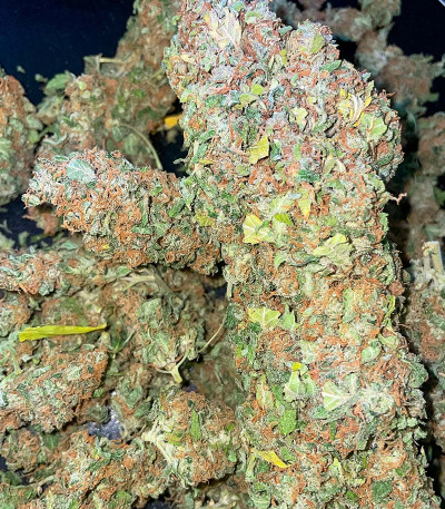 Семена сорта конопли Pink Runtz Auto от 7CH American