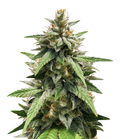 Семена сорта Gorilla Glue #4 fem (Blimburn Seeds)