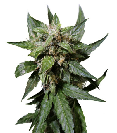 Семена Auto Durban Poison шишки